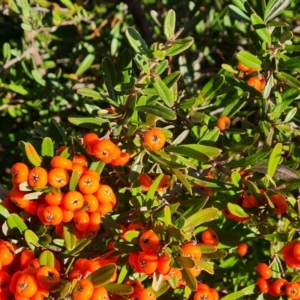 Pyracantha angustifolia at O'Malley, ACT - 29 May 2022