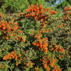 Pyracantha angustifolia at O'Malley, ACT - 29 May 2022