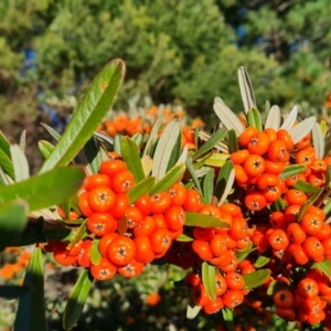 Pyracantha angustifolia at O'Malley, ACT - 29 May 2022