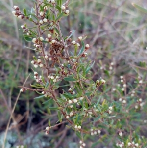 Cryptandra amara at Molonglo Valley, ACT - 29 May 2022 02:43 PM