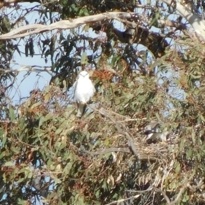 Elanus axillaris (Black-shouldered Kite) at Symonston, ACT - 29 May 2022 by CallumBraeRuralProperty