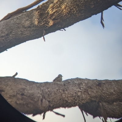 Climacteris picumnus victoriae (Brown Treecreeper) at Table Top, NSW - 29 May 2022 by Darcy