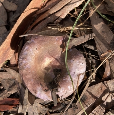 zz agaric (stem; gill colour unknown) at Acton, ACT - 29 May 2022 by Jenny54