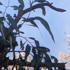 Melithreptus lunatus (White-naped Honeyeater) at Table Top, NSW - 29 May 2022 by Darcy