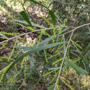 Acacia longifolia subsp. longifolia at Woomargama, NSW - 28 May 2022