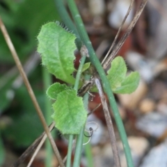 Hypochaeris glabra (Smooth Catsear) at Albury, NSW - 29 May 2022 by KylieWaldon