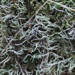 Unverified Lichen, Moss or other Bryophyte at Albury, NSW - 29 May 2022 by KylieWaldon