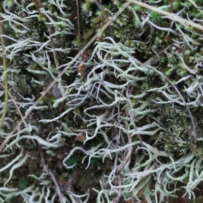 Unidentified Moss, Lichen, Liverwort, etc at Albury, NSW - 29 May 2022 by KylieWaldon