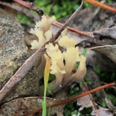 Unidentified Coralloid fungus, markedly branched at Albury, NSW - 29 May 2022 by KylieWaldon