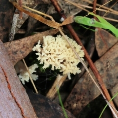 Ramaria sp. at Albury, NSW - 29 May 2022 by KylieWaldon