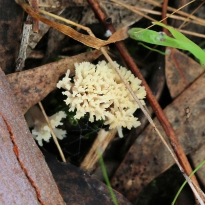 Unidentified Coralloid fungus, markedly branched at Albury, NSW - 29 May 2022 by KylieWaldon