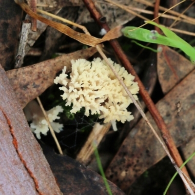 Ramaria sp. at Albury, NSW - 29 May 2022 by KylieWaldon