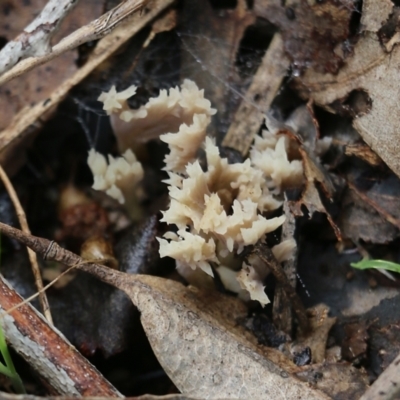Unidentified Coralloid fungus, markedly branched at Albury, NSW - 29 May 2022 by KylieWaldon