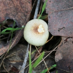 Unidentified Cap on a stem; gills below cap [mushrooms or mushroom-like] at West Albury, NSW - 29 May 2022 by KylieWaldon