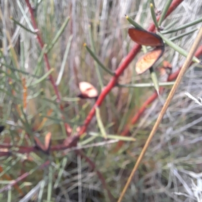 Hakea microcarpa (Small-fruit Hakea) at Rendezvous Creek, ACT - 29 May 2022 by VanceLawrence
