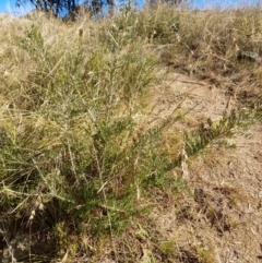 Grevillea lanigera (Woolly Grevillea) at Rendezvous Creek, ACT - 29 May 2022 by VanceLawrence