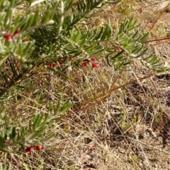 Grevillea lanigera at Rendezvous Creek, ACT - 29 May 2022 01:21 PM