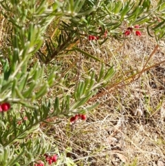 Grevillea lanigera at Rendezvous Creek, ACT - 29 May 2022 01:21 PM