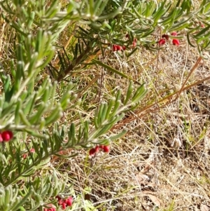 Grevillea lanigera at Rendezvous Creek, ACT - 29 May 2022 01:21 PM