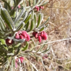 Grevillea lanigera at Rendezvous Creek, ACT - 29 May 2022 01:21 PM