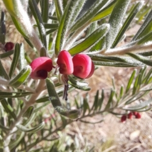 Grevillea lanigera at Rendezvous Creek, ACT - 29 May 2022