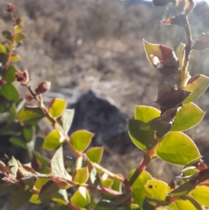 Acacia pravissima at Rendezvous Creek, ACT - 29 May 2022