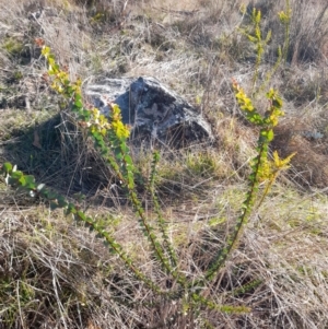 Acacia pravissima at Rendezvous Creek, ACT - 29 May 2022