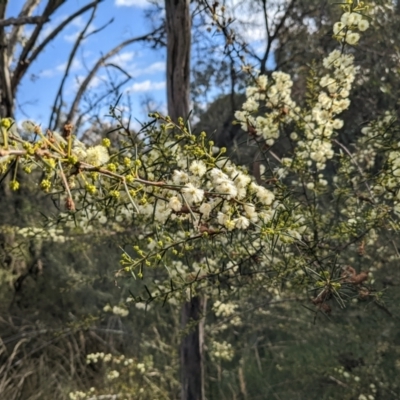 Acacia genistifolia (Early Wattle) at Watson, ACT - 29 May 2022 by abread111