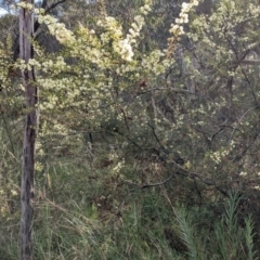 Acacia genistifolia at Watson, ACT - 29 May 2022