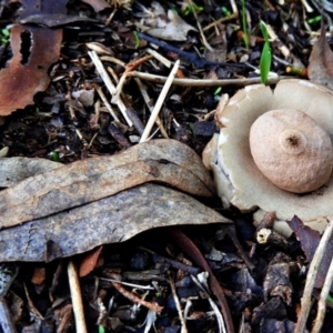 Geastrum sp. at Crooked Corner, NSW - 13 May 2022 05:12 PM