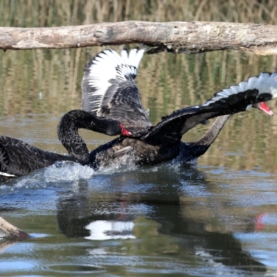 Cygnus atratus (Black Swan) at Tuggeranong Creek to Monash Grassland - 29 May 2022 by RodDeb