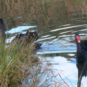 Cygnus atratus at Monash, ACT - 29 May 2022 12:49 PM