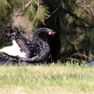 Cygnus atratus at Monash, ACT - 29 May 2022 12:49 PM