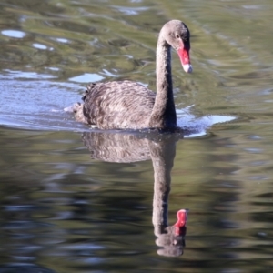 Cygnus atratus at Monash, ACT - 29 May 2022 12:49 PM