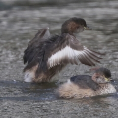 Tachybaptus novaehollandiae (Australasian Grebe) at Belconnen, ACT - 18 May 2022 by AlisonMilton