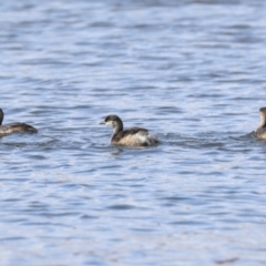 Tachybaptus novaehollandiae (Australasian Grebe) at Belconnen, ACT - 18 May 2022 by AlisonMilton