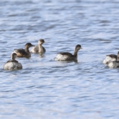 Tachybaptus novaehollandiae at Belconnen, ACT - 18 May 2022