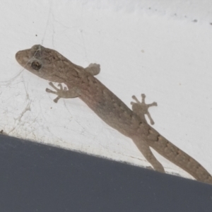 Christinus marmoratus at Higgins, ACT - 11 May 2022 05:47 PM