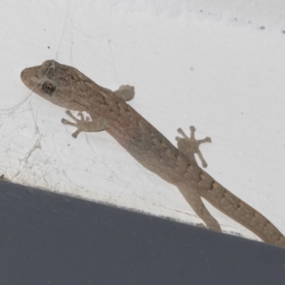 Christinus marmoratus (Southern Marbled Gecko) at Higgins, ACT - 11 May 2022 by AlisonMilton