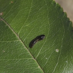 Caliroa cerasi (Cherry Slug Sawfly, Pear and Cherry Slug, Pear and Cherry Sawfly) at Belconnen, ACT - 18 May 2022 by AlisonMilton