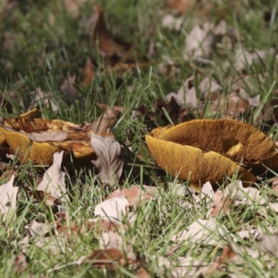 Suillus sp. (A bolete ) at Yarralumla, ACT - 16 May 2022 by AlisonMilton