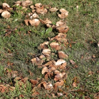 zz agaric (stem; gills not white/cream) at Yarralumla, ACT - 16 May 2022 by AlisonMilton