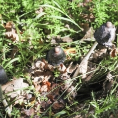 Coprinus comatus (Shaggy Ink Cap) at Yarralumla, ACT - 16 May 2022 by AlisonMilton