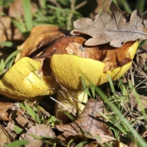 Suillus sp. at Yarralumla, ACT - 16 May 2022 02:43 PM