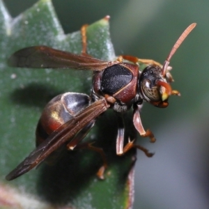 Polistes (Polistella) humilis at Acton, ACT - 27 May 2022