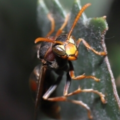 Polistes (Polistella) humilis at Acton, ACT - 27 May 2022