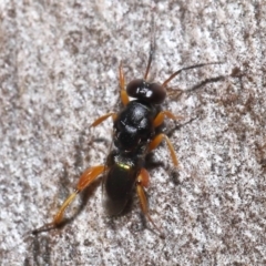 Chalcididae (family) at Acton, ACT - 27 May 2022