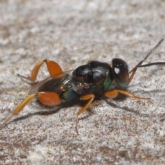 Chalcididae (family) at Acton, ACT - 27 May 2022