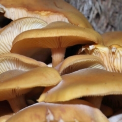 Armillaria luteobubalina (Australian Honey Fungus) at ANBG - 29 May 2022 by TimL