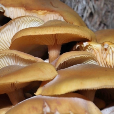 Armillaria luteobubalina (Australian Honey Fungus) at ANBG - 29 May 2022 by TimL